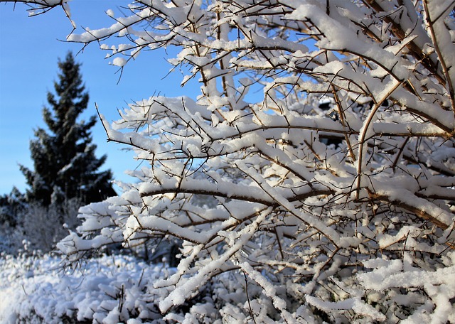 Strom v zime.jpg